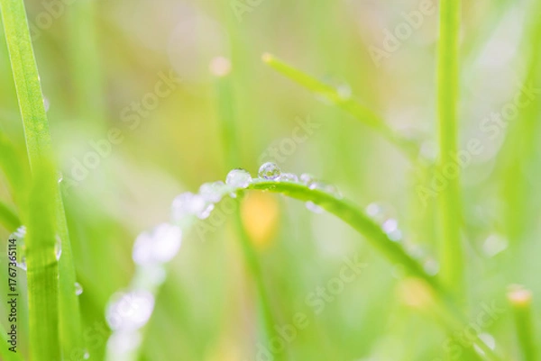 Obraz 日差しに輝く朝露
