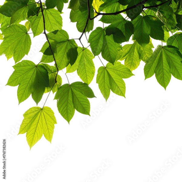 Obraz Close-up of vibrant green leaves on branches against a black background