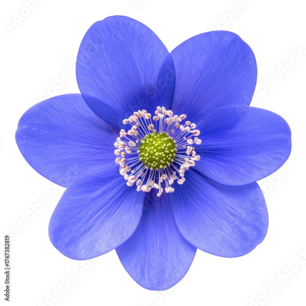Obraz Isolated close-up of a vibrant blue flower with a prominent yellow and white center, black background