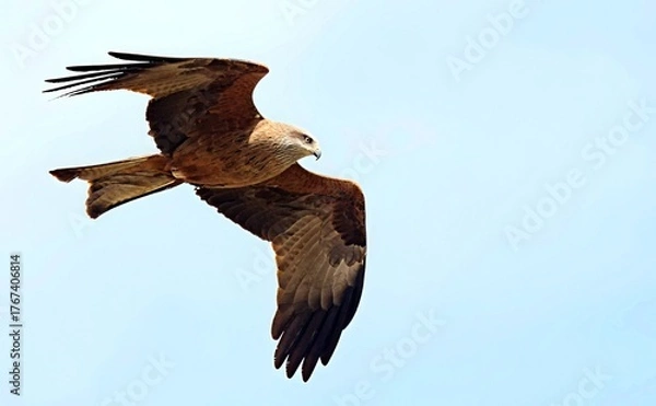 Obraz Milvus migrans (Black Kite), Crete