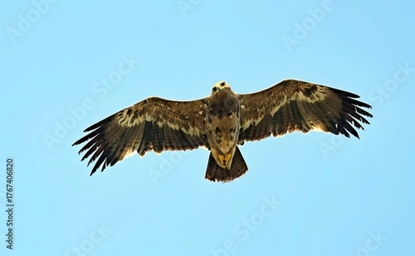 Obraz Steppe eagle (Aquila nipalensis), Crete