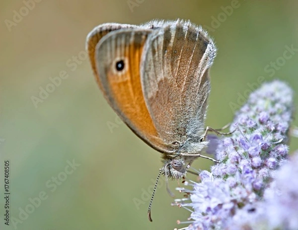 Obraz Small heath (Coenonympha pamphilus), Greece