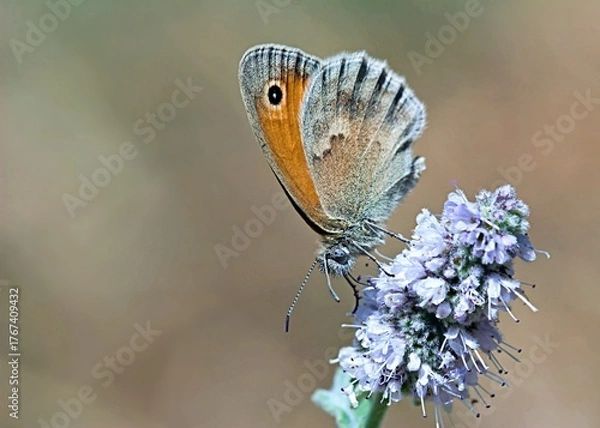 Obraz Small heath (Coenonympha pamphilus), Greece
