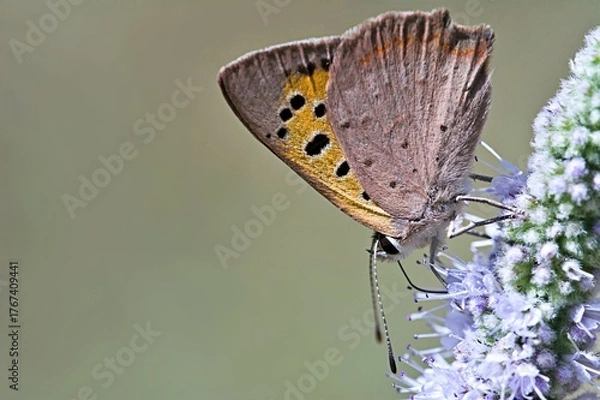 Obraz Small Copper - Lycaena phleas, Greece