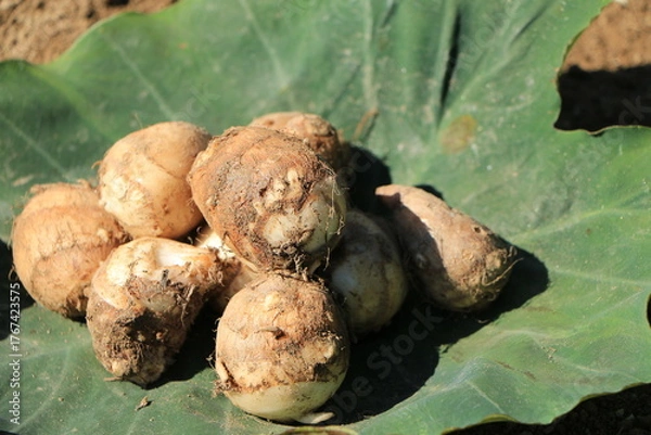 Obraz 緑の葉にのった収穫された里芋