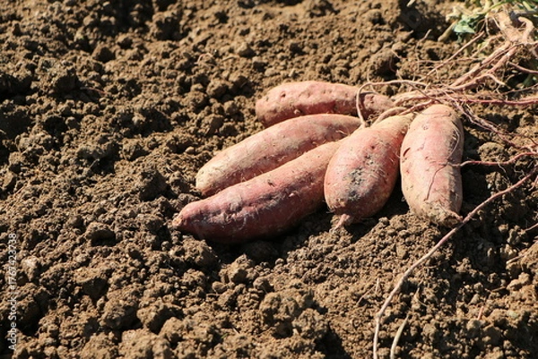 Obraz 掘り起こされたばかりのサツマイモ
