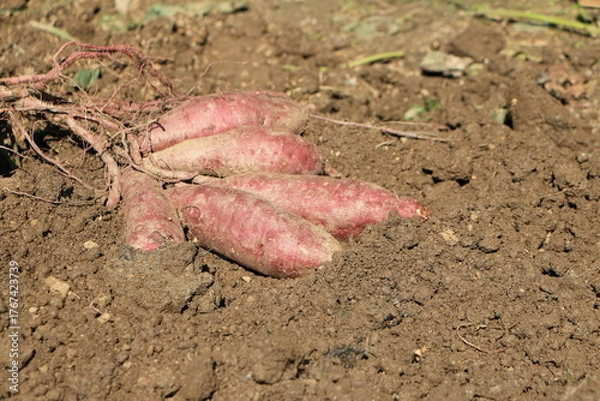 Obraz 掘り起こされたばかりのサツマイモ