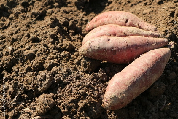 Obraz 掘り起こされたばかりのサツマイモ