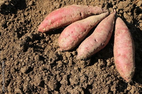 Obraz 掘り起こされたばかりのサツマイモ