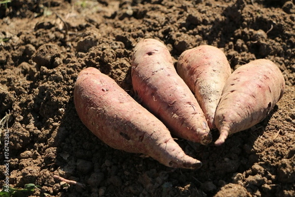 Obraz 掘り起こされたばかりのサツマイモ