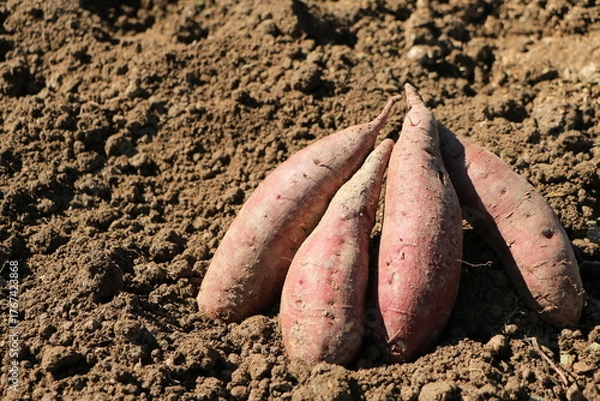 Obraz 掘り起こされたばかりのサツマイモ