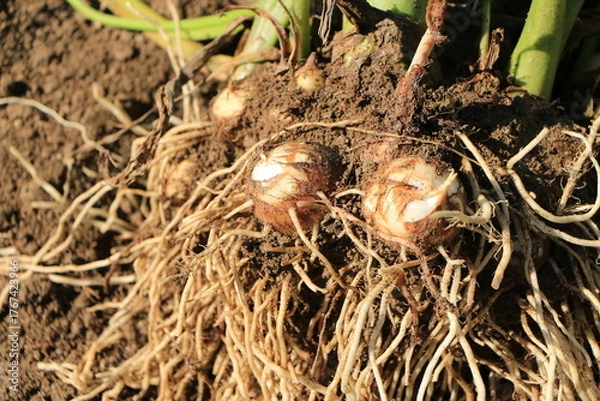 Obraz 掘り起こしたばかりの根のついた里芋