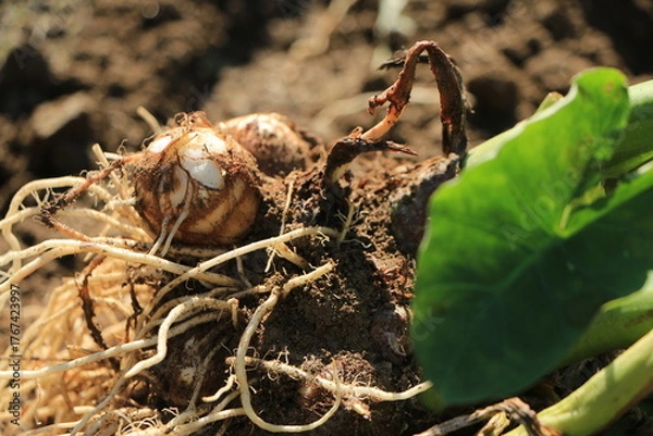 Obraz 収穫したばかりの里芋