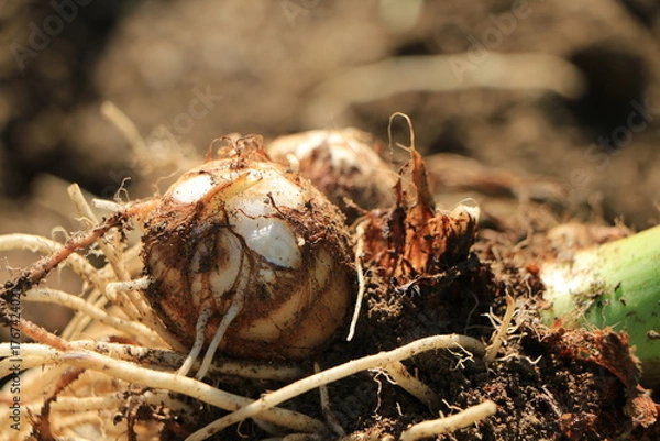 Obraz 収穫したばかりの里芋