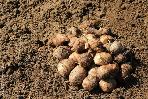 Obraz 収穫したばかりの里芋