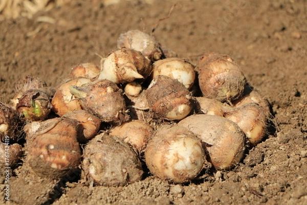 Obraz 収穫したばかりの里芋