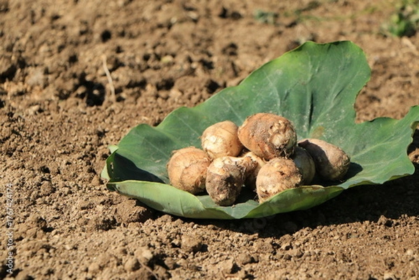 Obraz 緑の葉にのった収穫された里芋