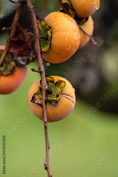 Fototapeta 熟した柿の実
