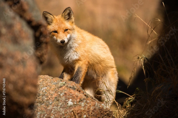 Fototapeta young red Fox in the wild