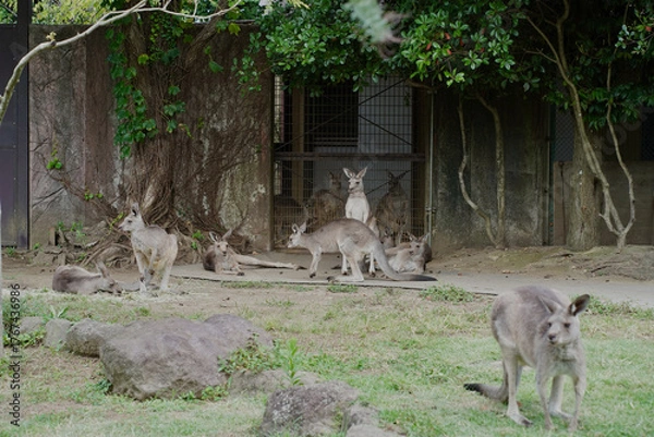 Obraz 日本の横浜市の動物園　カンガルー