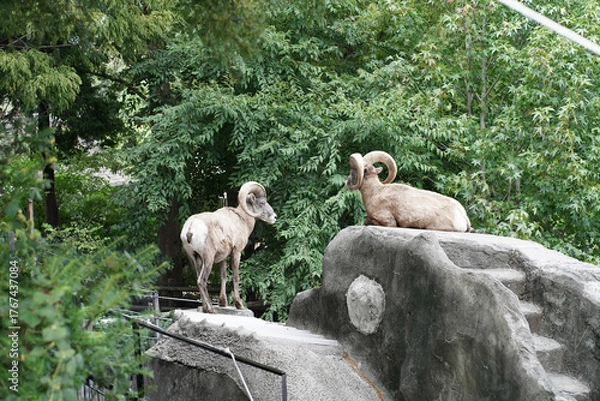 Obraz 日本の神奈川県横浜市の動物園の動物　 オオツノヒツジ