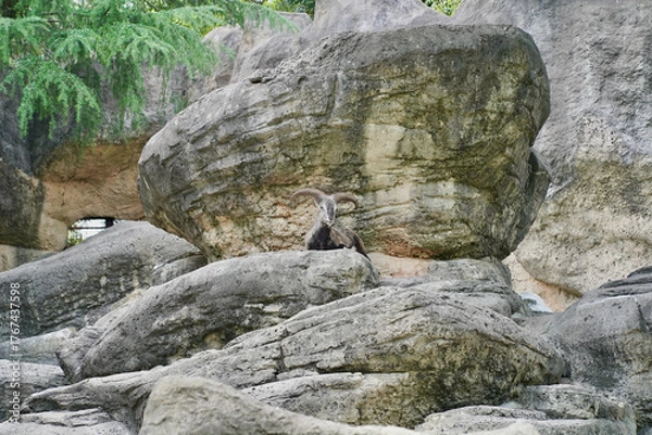 Obraz 日本の横浜市の動物園　バーラル
