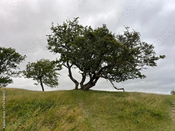 Obraz tree on a hill