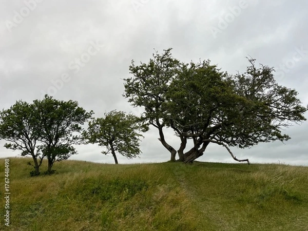 Obraz tree on a hill