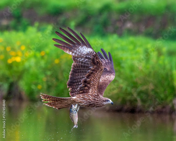 Fototapeta common buzzard buteo