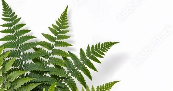 Obraz green fern leaf