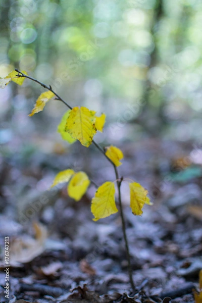 Fototapeta Small tree autumn
