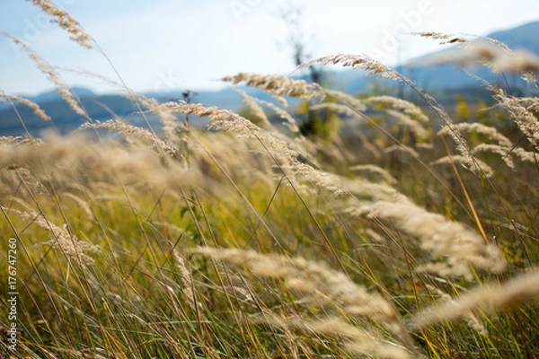 Fototapeta Wallpaper grass