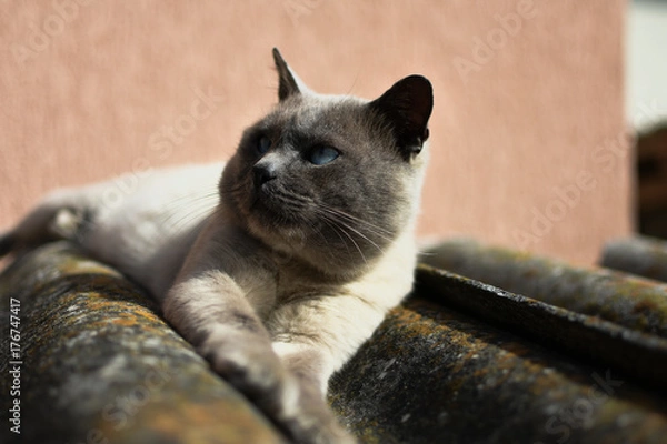 Fototapeta Boring cat