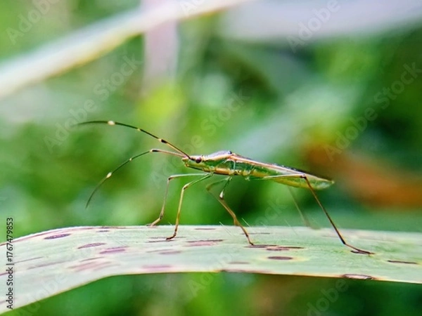 Fototapeta Macro photo of sting grasshopper (Leptocorisa oratorius) on leaf with blurred background, pest.padi