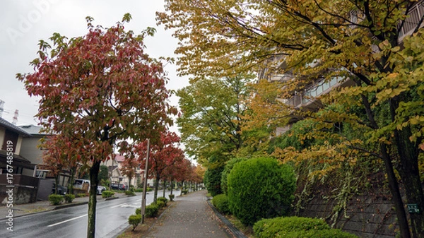 Fototapeta 雨の日の街路樹