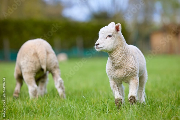 Fototapeta Adorable lambs exploring a vibrant green pasture. One young lamb stands alert, looking right, while another grazes peacefully in the background.