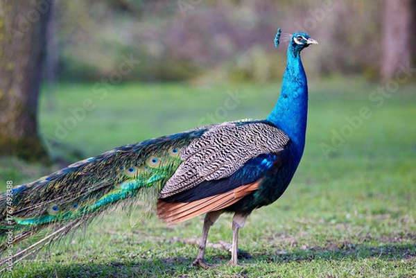 Fototapeta A majestic peacock stands gracefully in a lush green field. Its iridescent blue plumage and long, patterned tail feathers are beautifully displayed against the soft, natural background.
