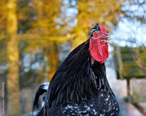 Fototapeta A striking black rooster with a bold red comb and wattle stands proudly, its beak open. The blurred golden autumn trees provide a warm, natural backdrop for this vibrant farm bird.