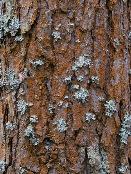 Obraz Pine tree bark texture background. Close up view.