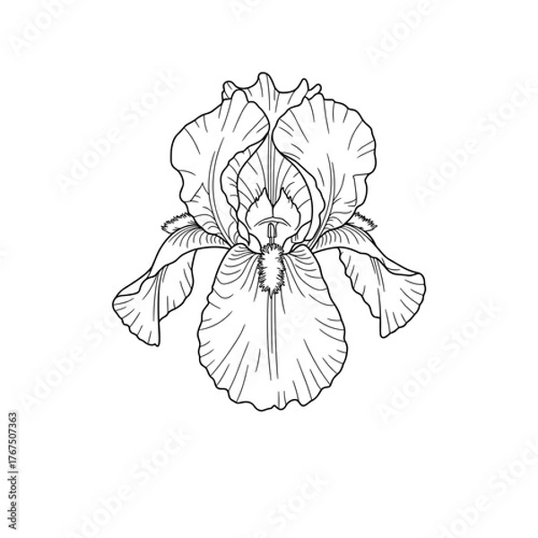 Obraz Detailed Black and White Iris Flower with Delicate Petal Lines
