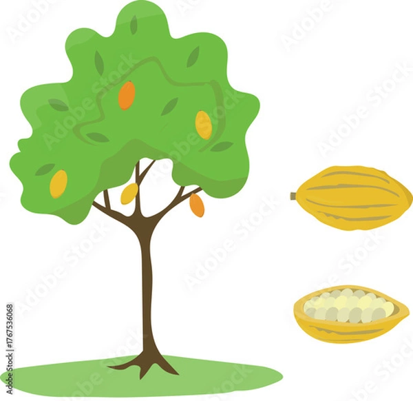 Obraz Cocoa tree (Theobroma cacao tree) with fruit and ripe cocoa beans. Cartoon flat vector illustration isolated on white background.