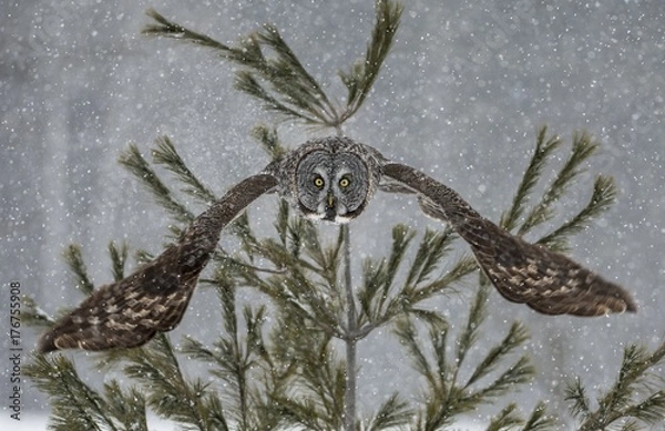 Obraz Great Grey Owl In Snow