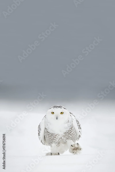 Obraz Snowy Owl Walking