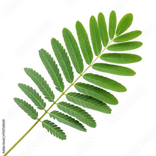 Fototapeta Delicate green compound leaf with many small leaflets against a black background
