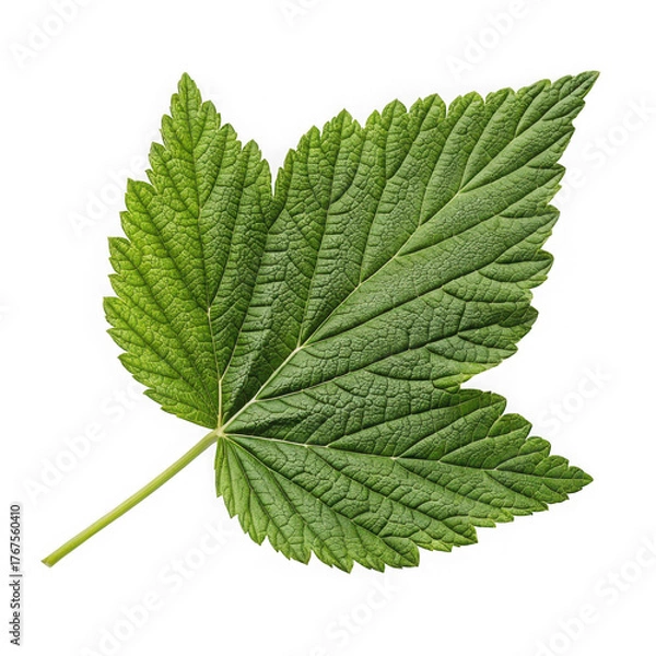 Fototapeta Close up of a vibrant green raspberry leaf with intricate veins on a black background