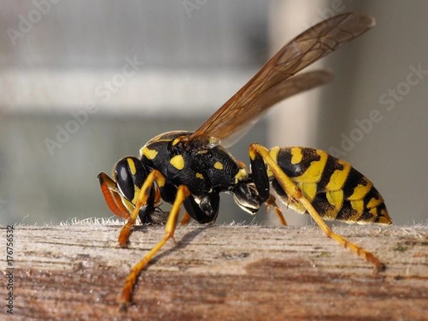 Obraz Wespe
