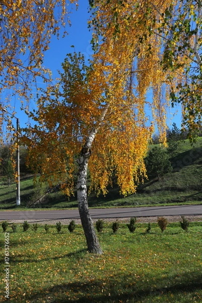 Fototapeta Close-up view of yellow birch leaves illuminated by warm autumn sunlight. The golden foliage shimmers gently in the breeze, capturing the essence of fall and the natural beauty of seasonal change