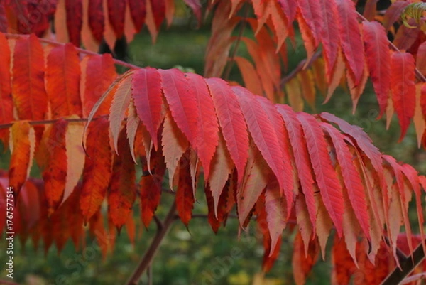 Fototapeta Vibrant autumn landscape with trees covered in yellow and red leaves. The warm sunlight enhances the brilliant colors of the fall foliage, creating a picturesque and peaceful seasonal atmosphere.