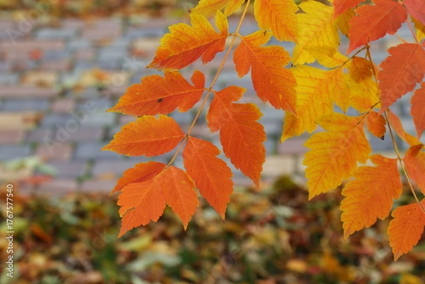 Fototapeta Vibrant autumn landscape with trees covered in yellow and red leaves. The warm sunlight enhances the brilliant colors of the fall foliage, creating a picturesque and peaceful seasonal atmosphere.