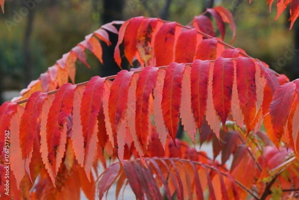 Fototapeta Vibrant autumn landscape with trees covered in yellow and red leaves. The warm sunlight enhances the brilliant colors of the fall foliage, creating a picturesque and peaceful seasonal atmosphere.